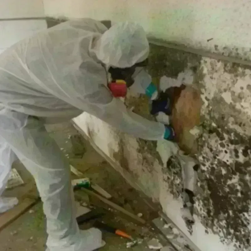 Mold Remediation and Removal in West Orange, TX